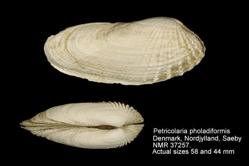 Petricolaria pholadiformis (4).jpg - Petricolaria pholadiformis (Lamarck,1818)